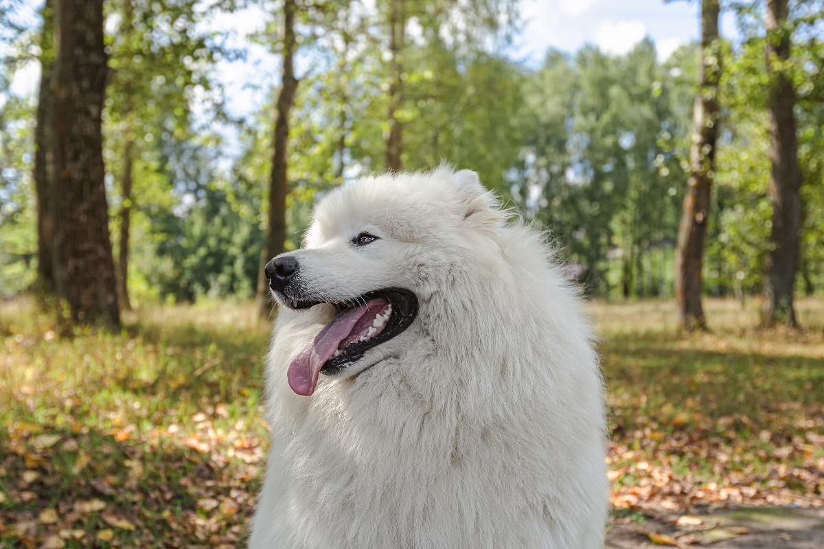 Samoyed grinning widely with a big fluffy tail wagging excitedly.