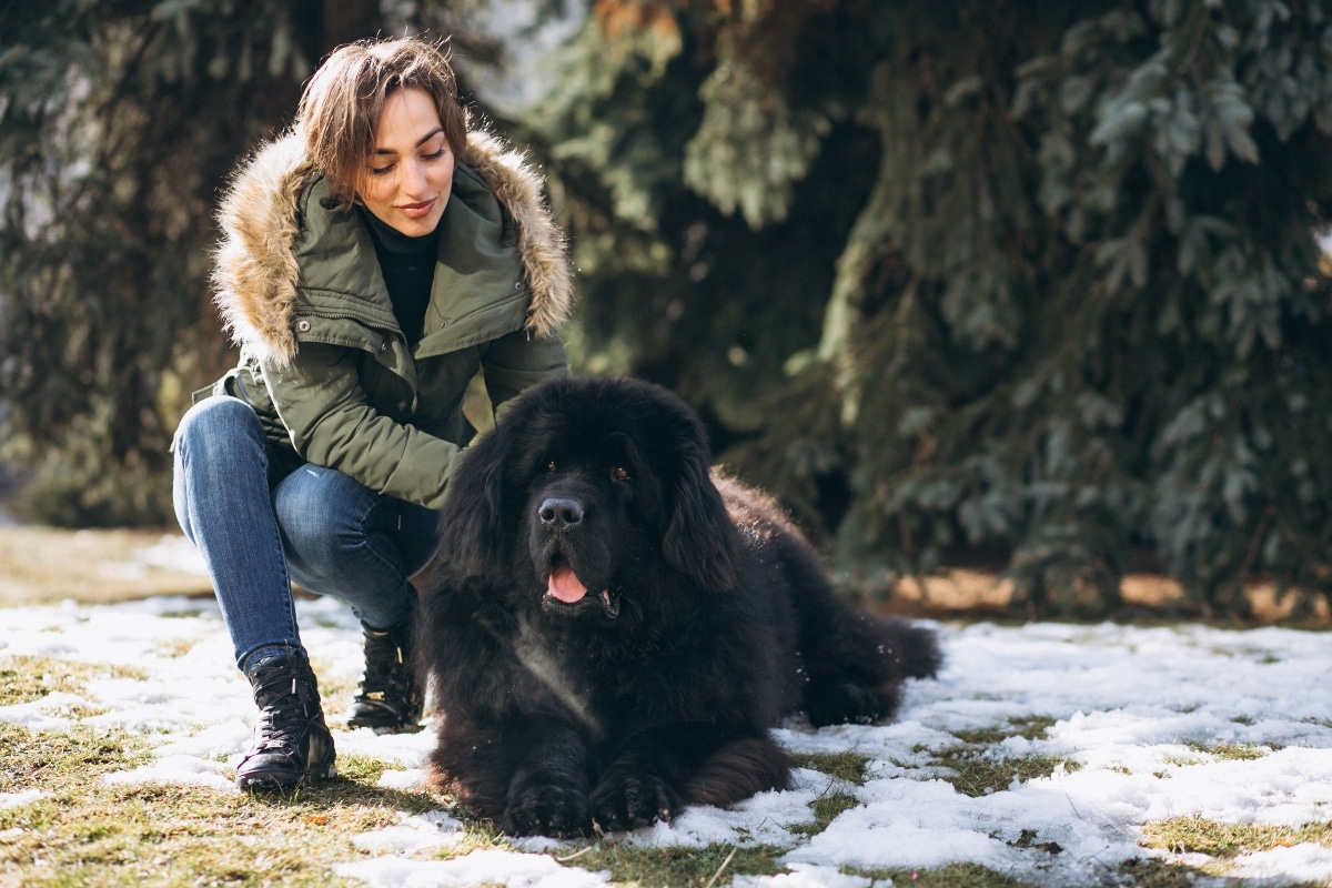 The Newfoundland dog is resting beside its owner, showcasing its gentle and affectionate side.