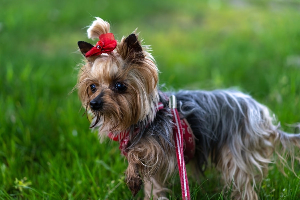 Yorkshire Terrier looking poised, shining with confident charm