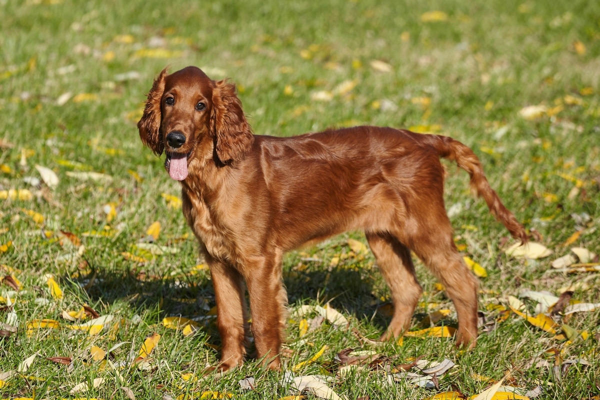  Irish Setter standing alert with happy, elegant carriage.