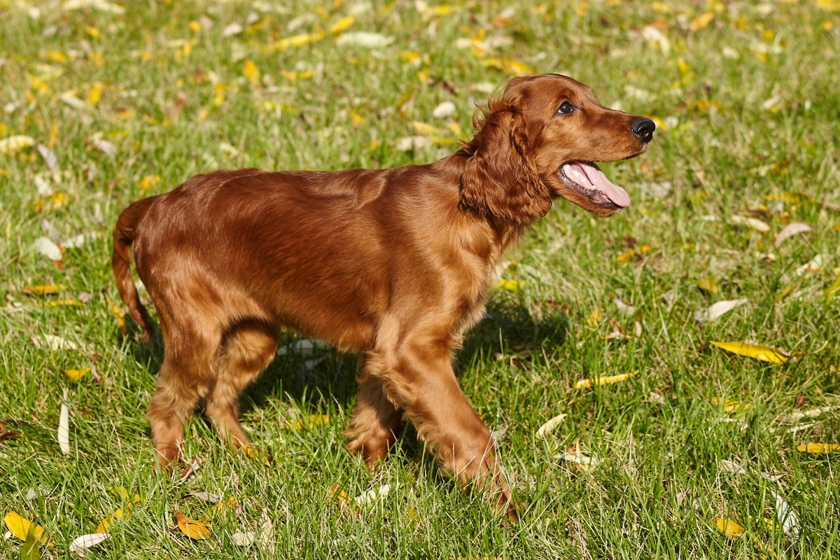 Irish Setter full of vibrant, playful charm.
