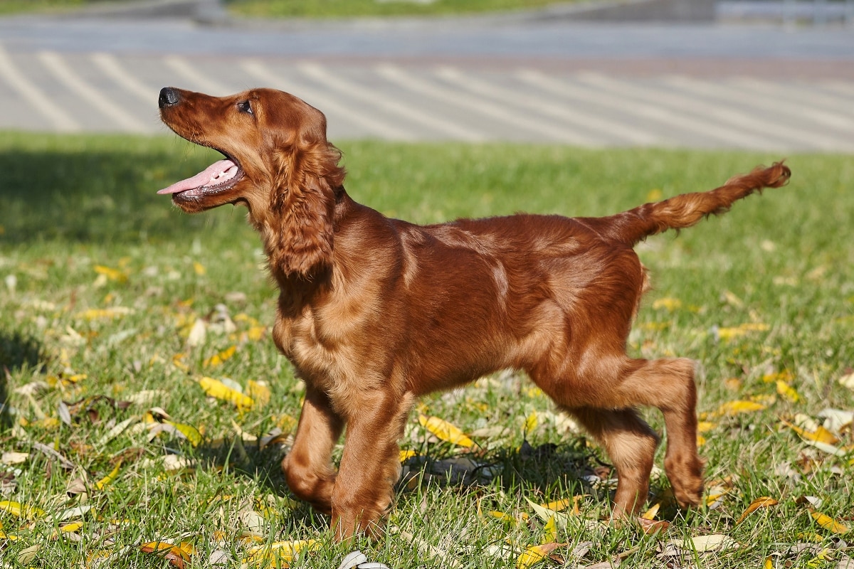A serene dog looking on gently, showing watchful kindness and loving presence