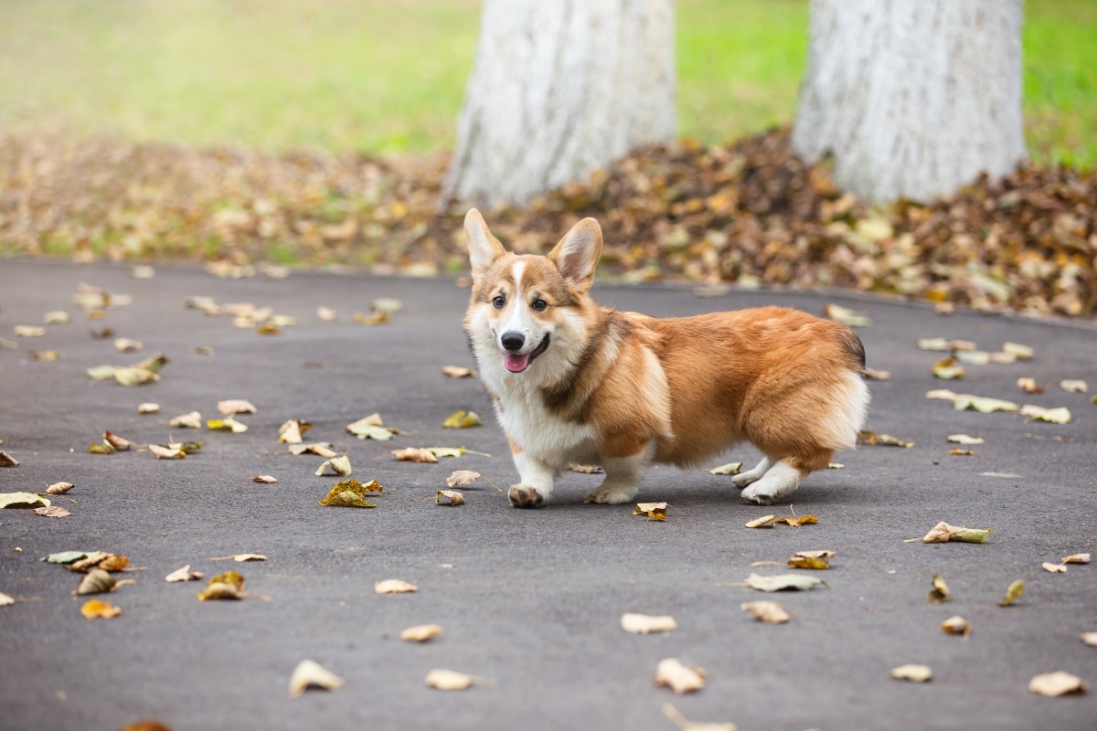 Corgi mid-run with ears flying and a big goofy grin.