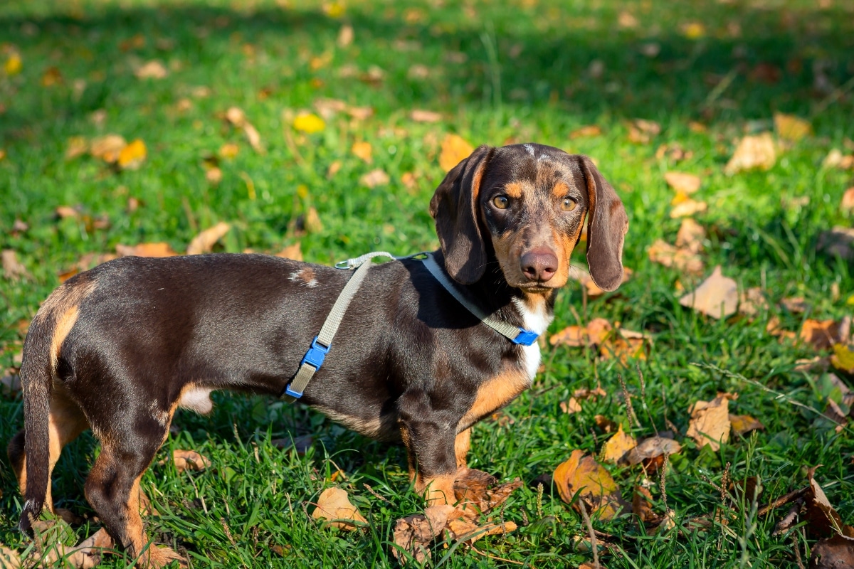 Dachshund with big, soulful eyes and an affectionate look.