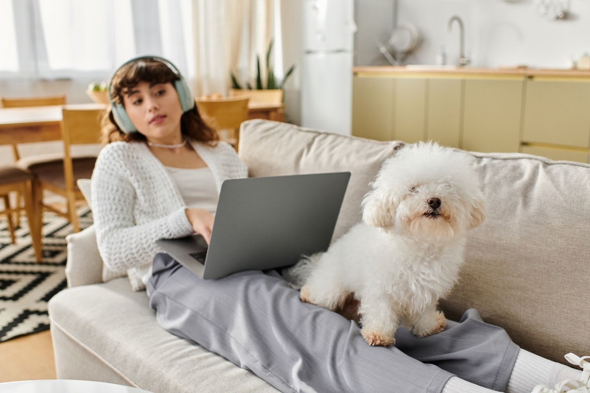 Bichon Frisé sitting on owner's lap, showcasing its affectionate and cheerful nature.