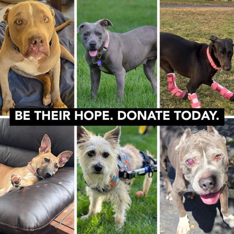 Help Fund Food And Care For Abandoned Pups - Feed A Rescue Pet Week