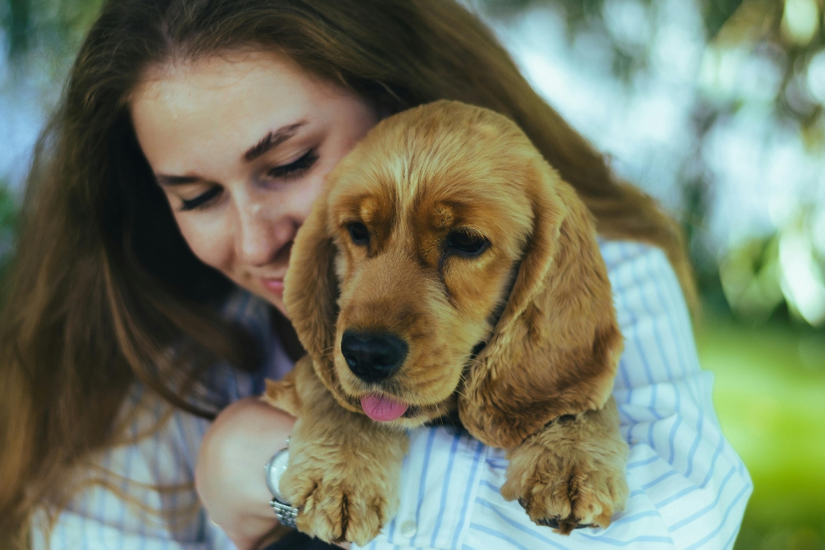 Cocker Spaniel looking up lovingly, exuding affection and deep emotional connection.