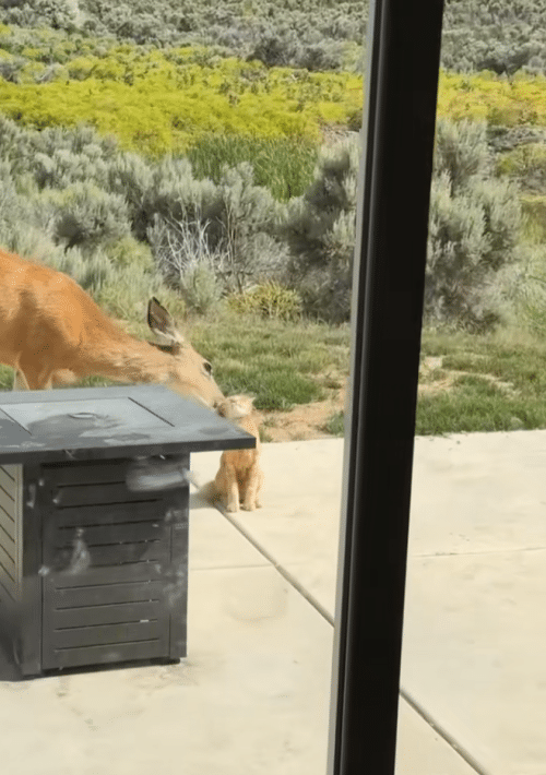 Deer Riding Cat Cat and Wild Deer Form Unlikely Bond in Viral Backyard Encounter ...