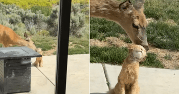 Deer licking cat in sunny backyard