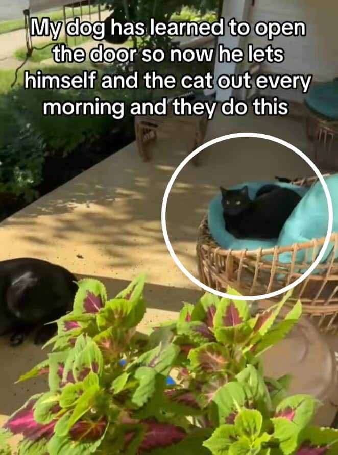 Dog Opens Door to Let Cat Friend Inside in Sweet Moment - Animal Reskue