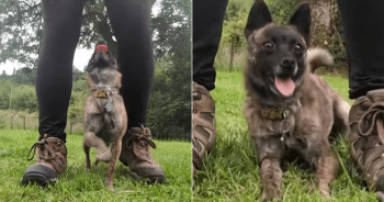 Coco the Chihuahua-Dutch Shepherd Mix performing training
