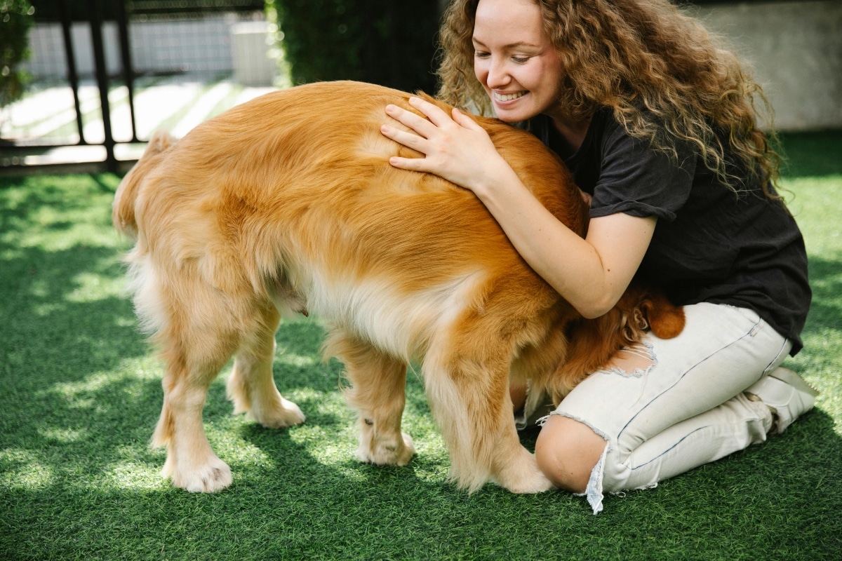 A dog resting contentedly, showcasing the bond and joy of snuggling with a human companion.