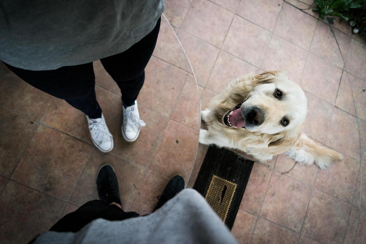 Golden Retriever lying next to its owner, radiating warmth and affection