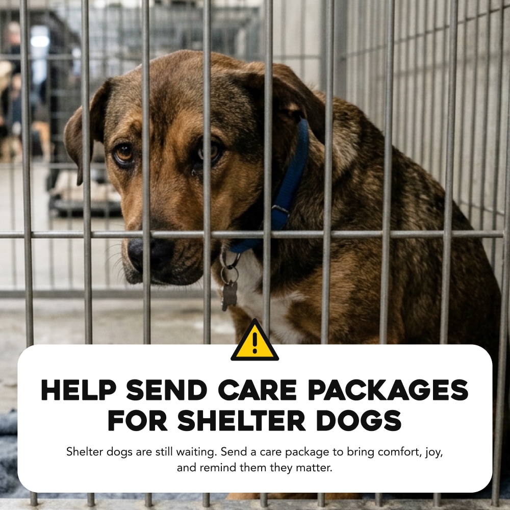 Help Fund Food And Care For Forgotten Dogs