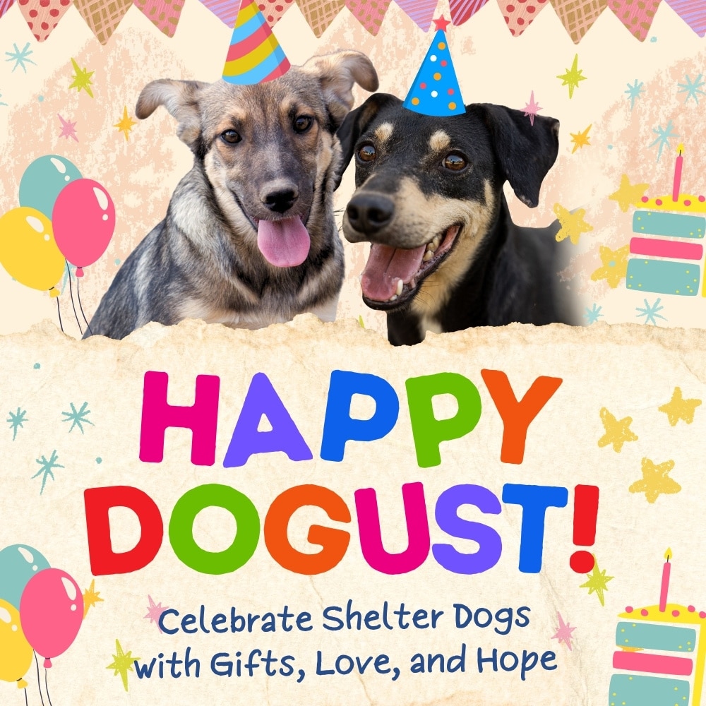 Donate to Provide a Shelter Dog a 'DOGust Birthday Celebration'
