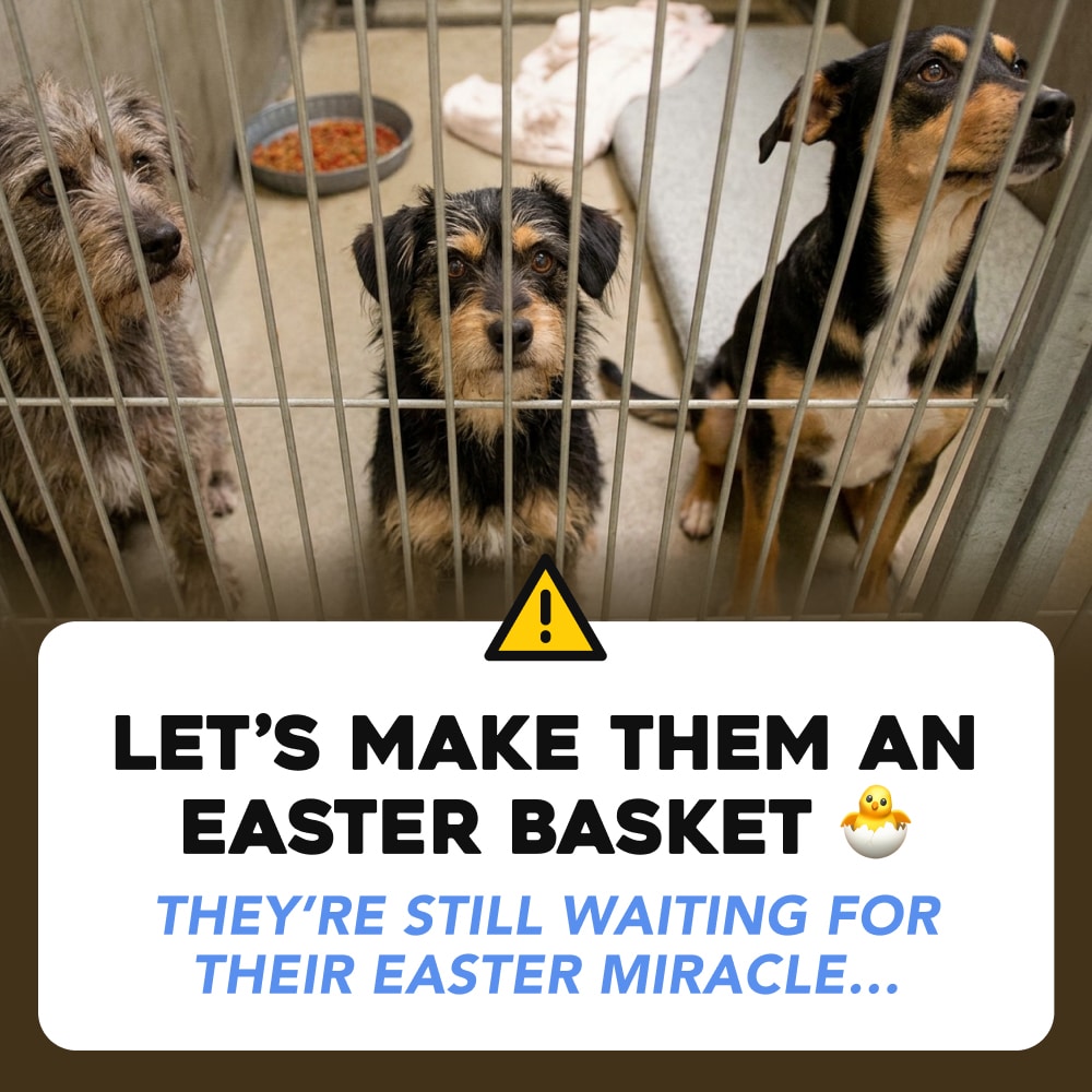 Donate to Give A Shelter Dog A Surprise, Send An Easter Basket!
