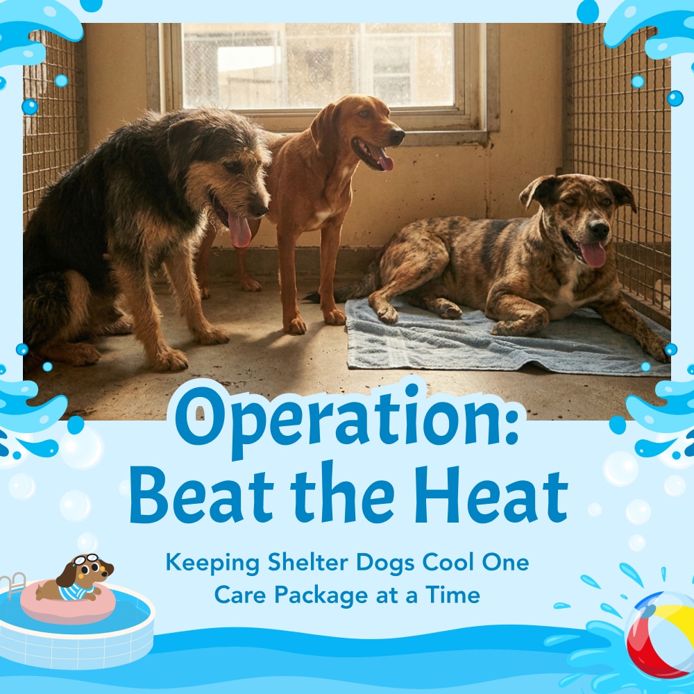 Donate to Make a Splash for Pups this Summer!