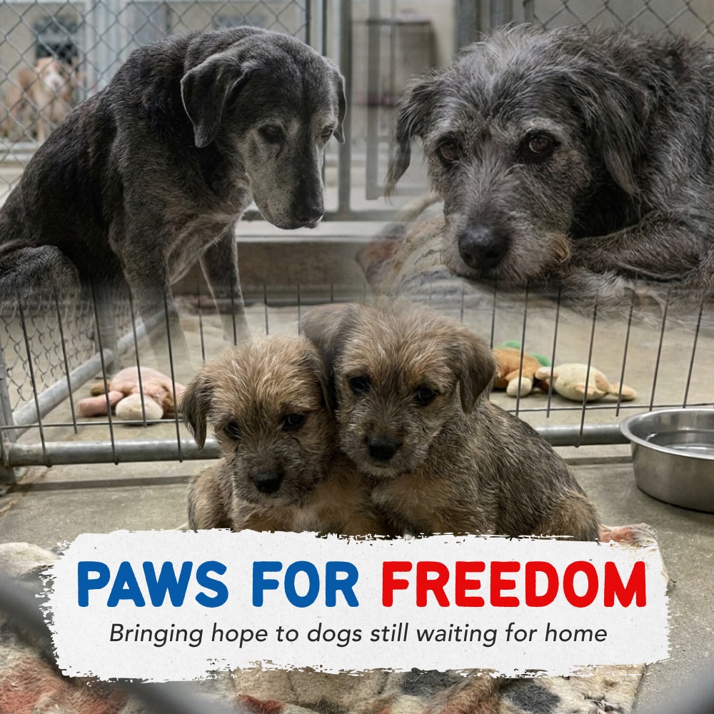 Help Fund Paws for Freedom Care Packs