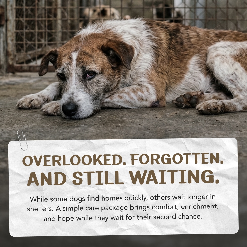 Overlooked & Forgotten Puppy Campaign