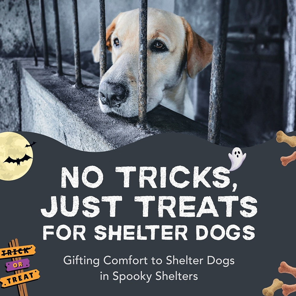 Donate to Provide Spooky Care Packs for Shelter Dogs