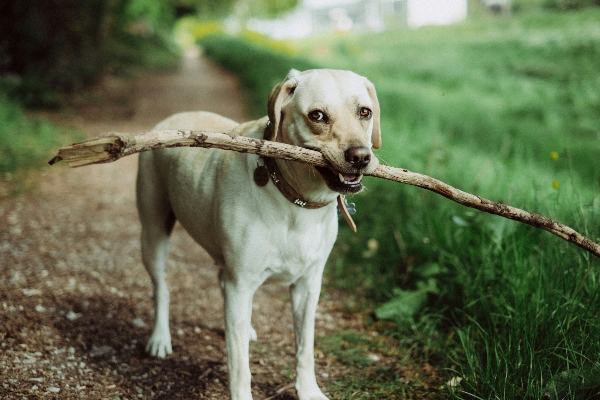 Labrador Retriever showing friendly teamwork, energy, and cheerful, helpful expression.