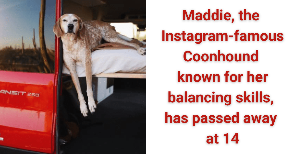 Instagram Star Maddie the Coonhound Dies at 14 After a Life of