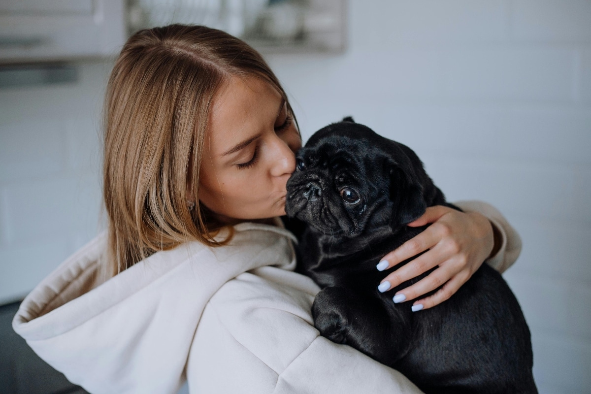 Pug sitting close with an affectionate and eager expression.