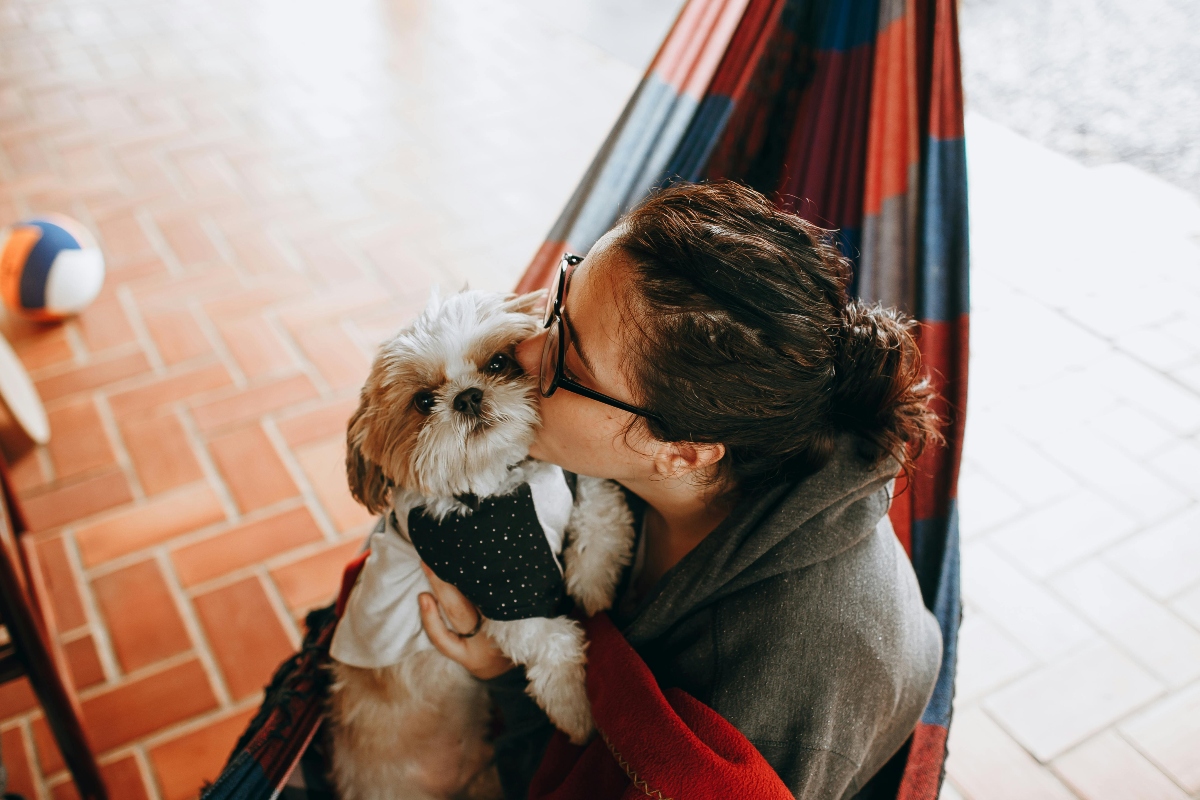 A Shih Tzu offering affectionate companionship, sensing its owner’s emotional state.