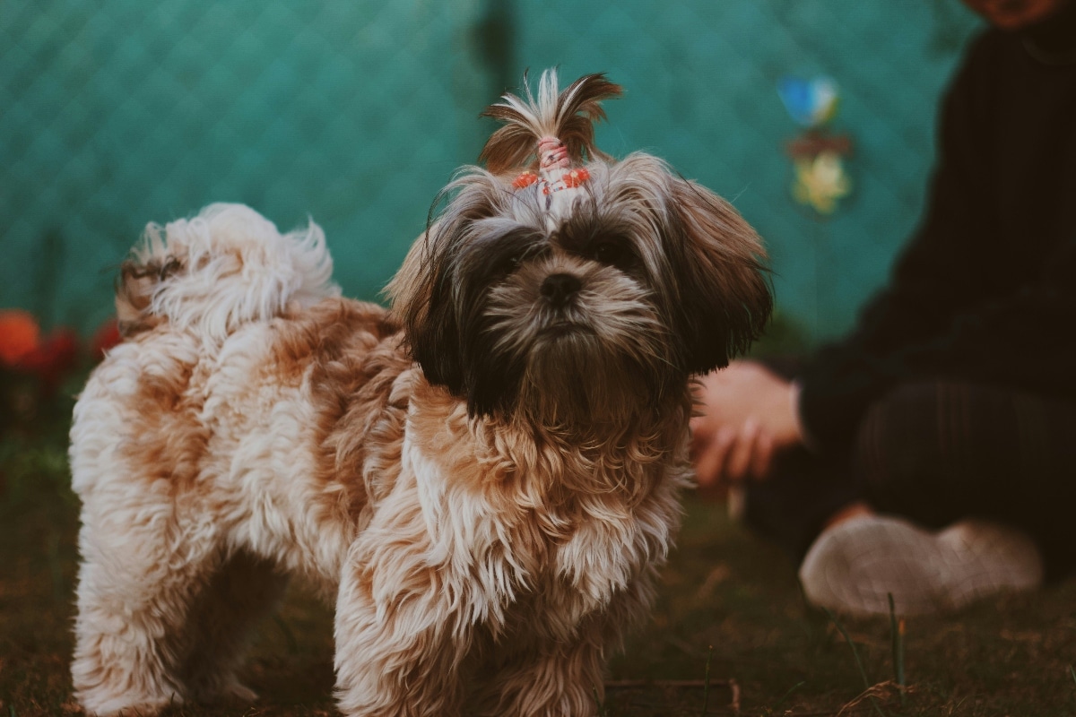 Shih Tzu resting in its owner’s lap, radiating love and companionship