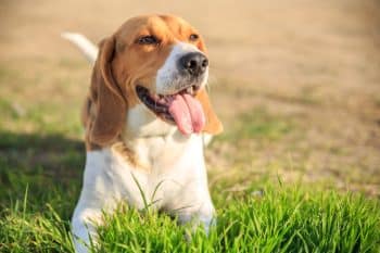 A joyful dog flashing a wide, goofy grin full of warmth