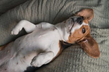 A joyful dog with its belly exposed, soaking in the affection with eyes full of trust.