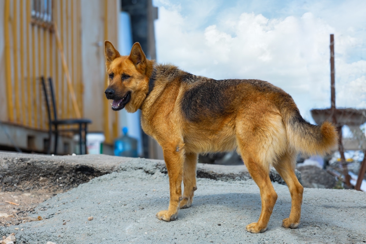 German Shepherd standing watchfully near the door, alert and loyal.