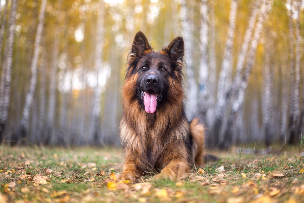 13 Best Probiotics for German Shepherds (+1 to Avoid)