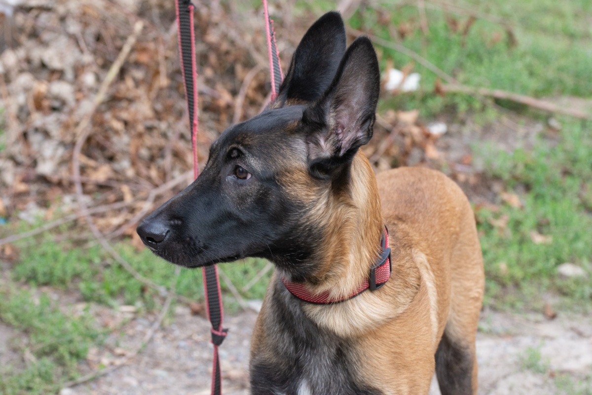 Belgian Malinois is intense and watchful, reacting quickly to every noise.