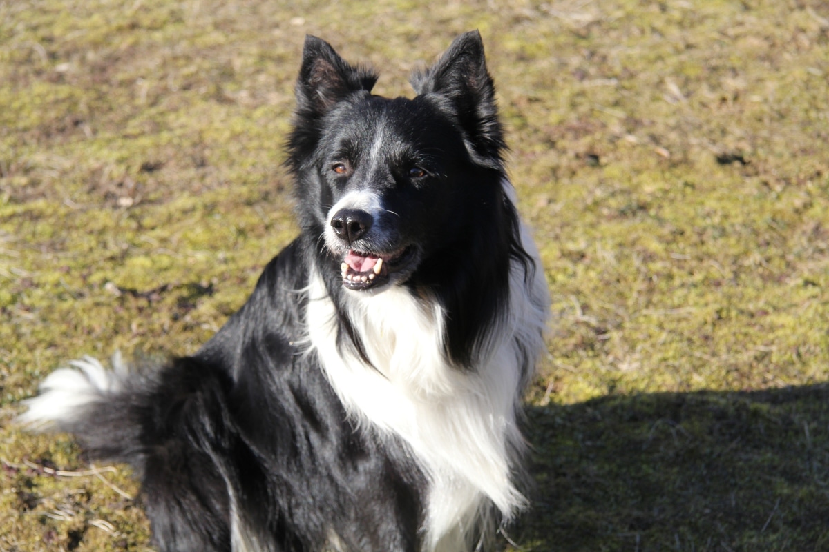 Border Collie sitting attentively with a quiet, soulful gaze full of connection.