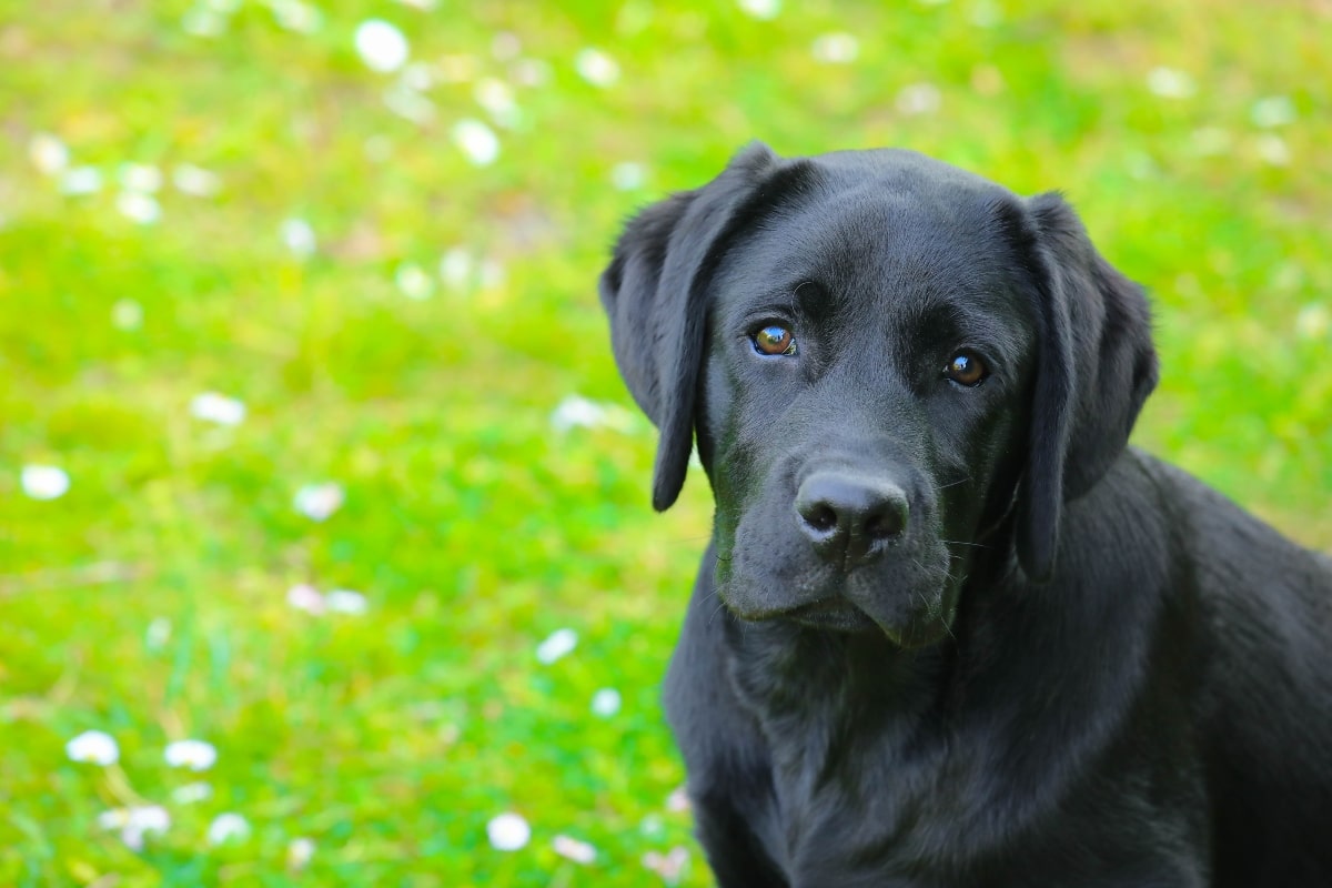 Labrador Retriever sitting close, eyes filled with loyal affection.