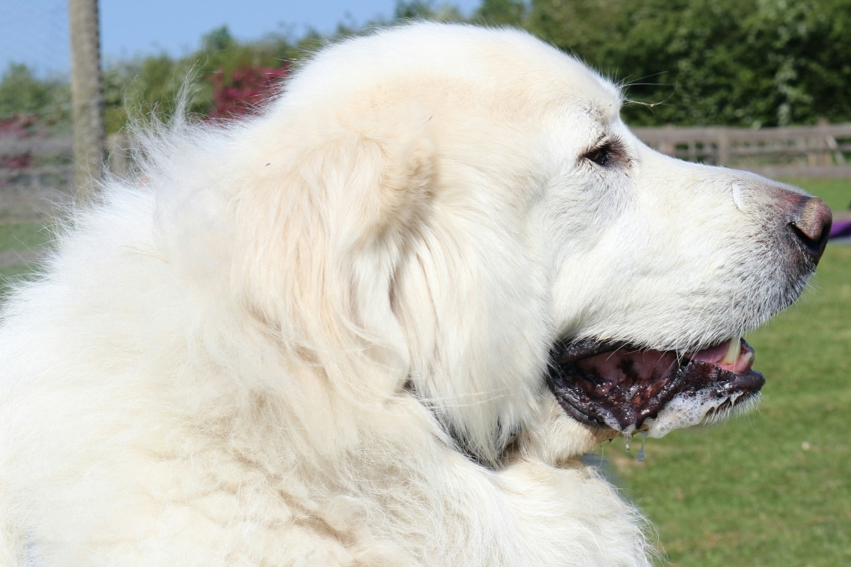 Great Pyrenees lying calmly, exuding a peaceful and protective aura.