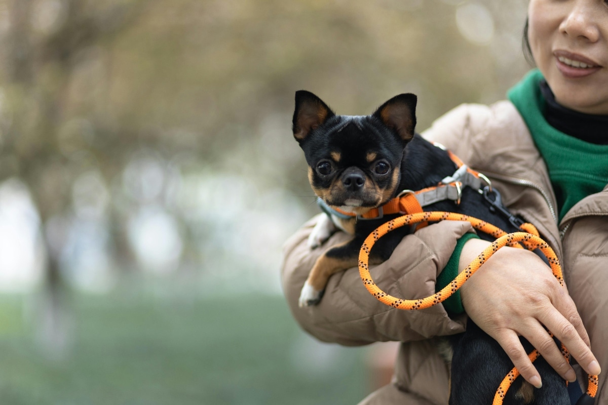 A dog resting next to its owner, radiating love, companionship, and a clingy, affectionate nature.