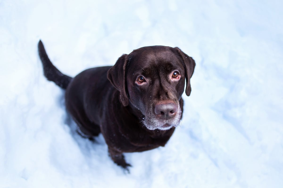 Labrador Retriever sitting close with eyes filled with loyal affection.