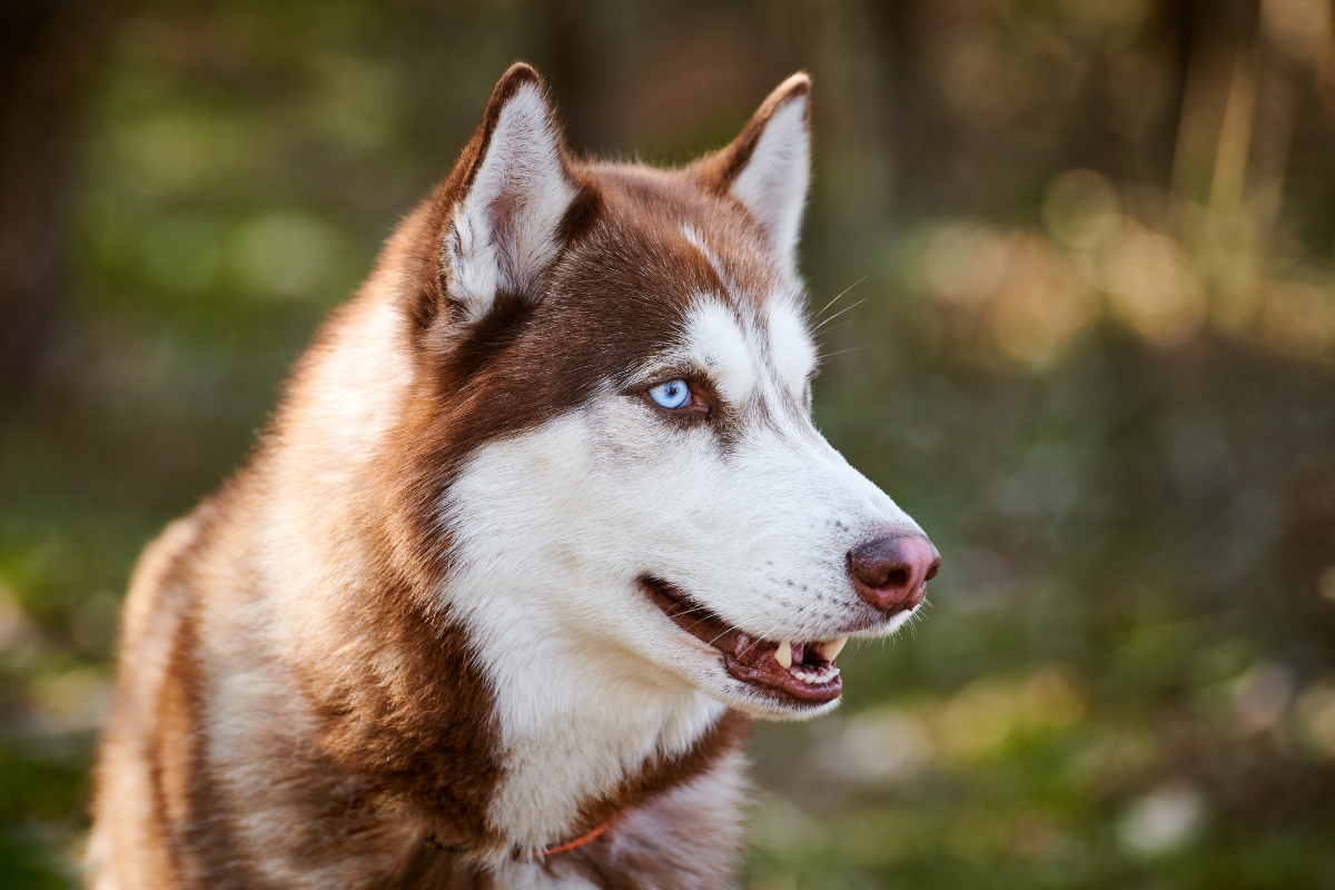 13 Best Probiotics for Huskies (+1 to Avoid)