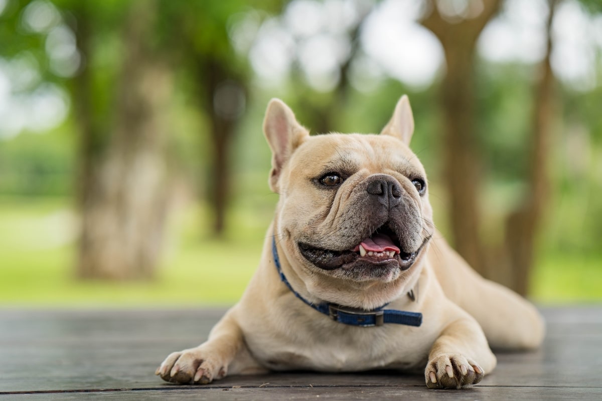 Cheerful dog with gentle gaze, showing affection and the spirit of home.