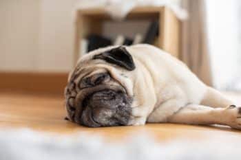 A Pug peacefully sleeping, looking utterly adorable with its distinctive wrinkled face.