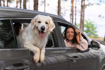 PetWireDaily — Ultimate Dog Gear: 18 Essential Items For Your Dog Road Trips