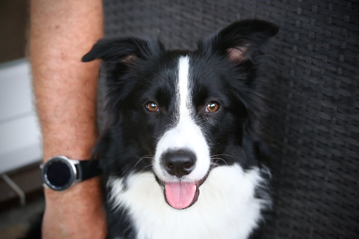 A devoted dog gazes up lovingly, staying close to its owner with unwavering attention.