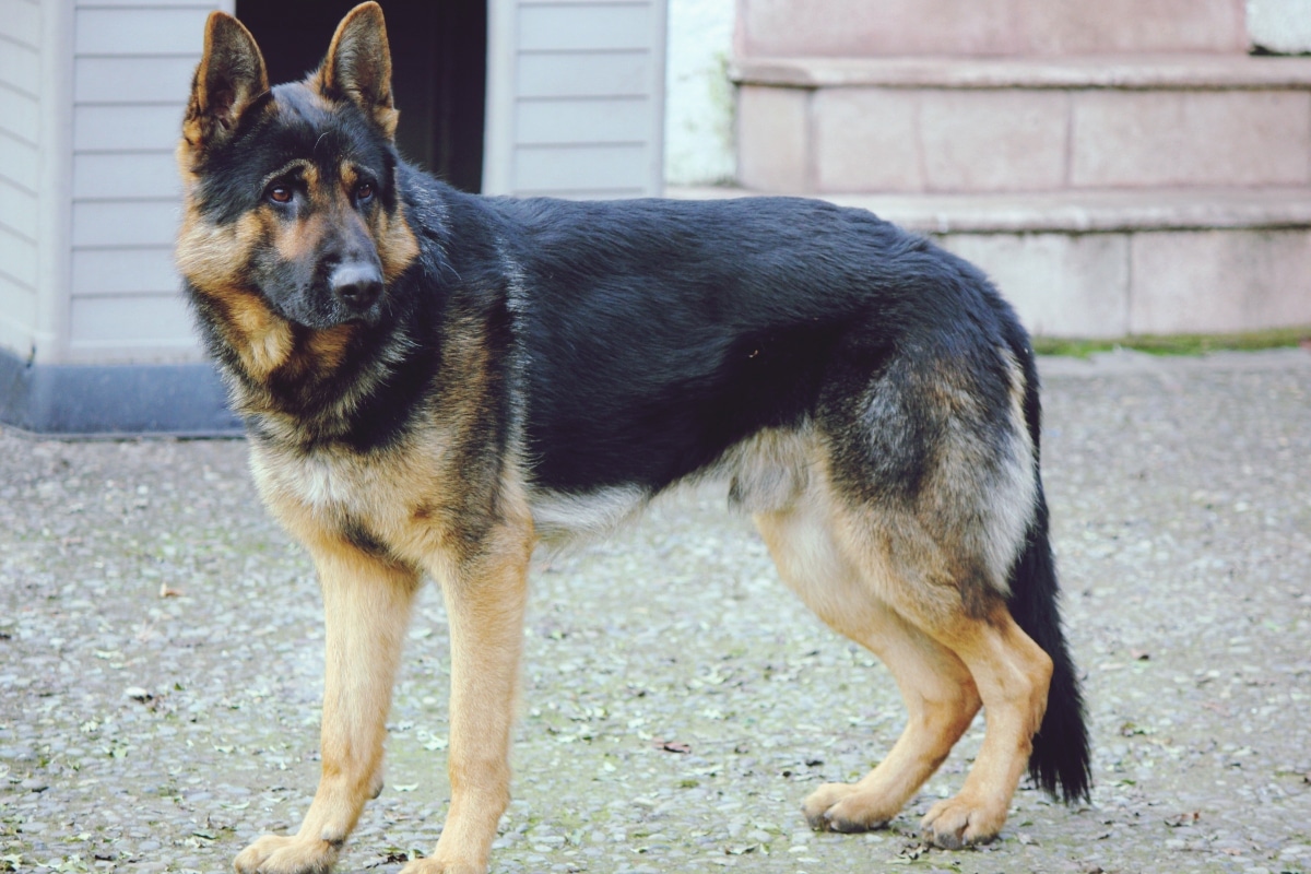 German Shepherd standing alert with sharp eyes and a protective stance.