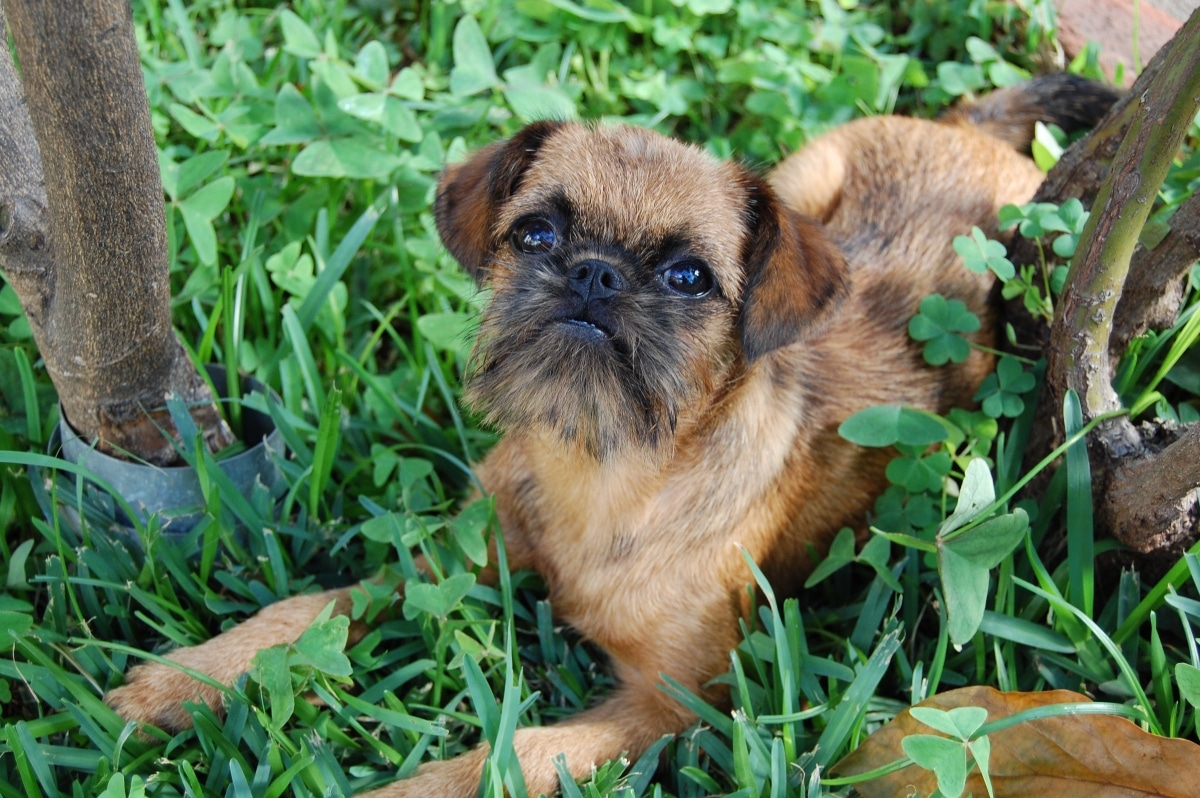 Tiny dog with bright eyes and loving, devoted expression.