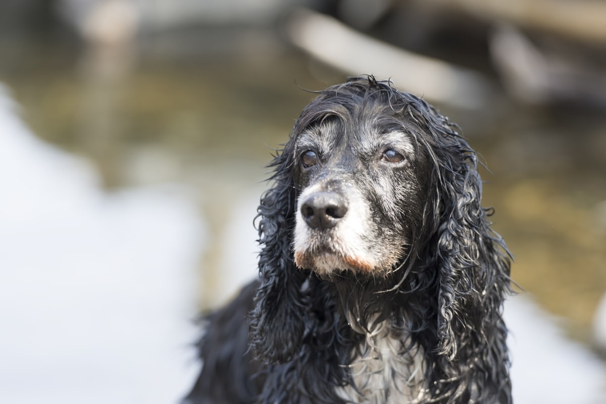 A Cocker Spaniel giving a soft, dramatic pout with gentle eyes.