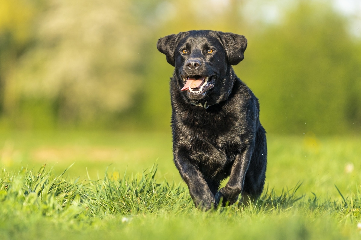A devoted dog standing watchfully, embodying loyalty and readiness to act.