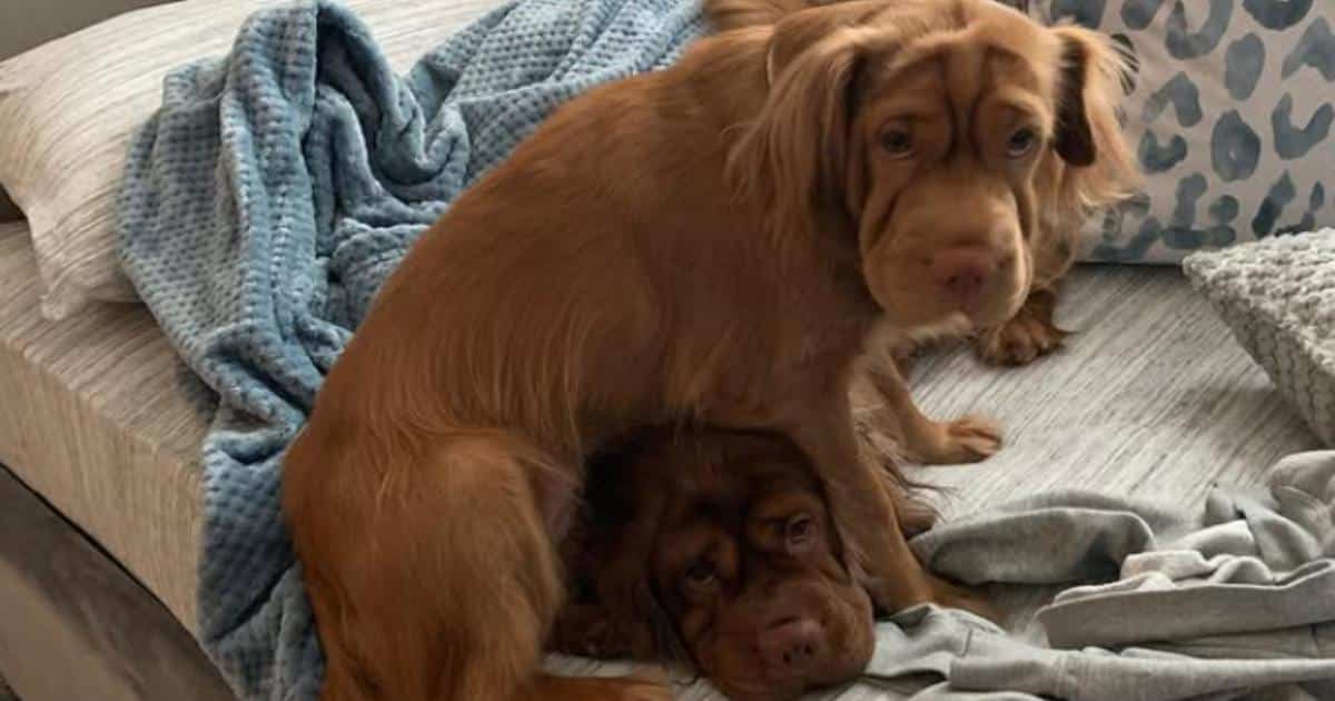 Cocker-Pei Dogs Look Like Wrinkled Teddy Bears and People Are Obsessed