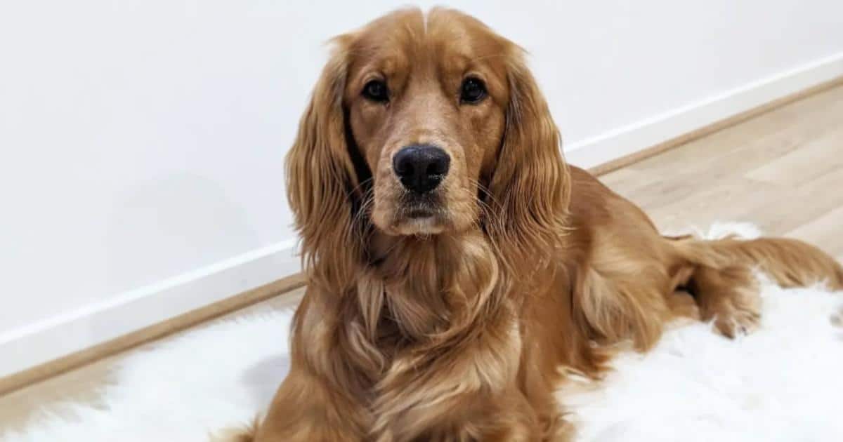 Credit: Instagram.com/ollie.goldencockerretriever